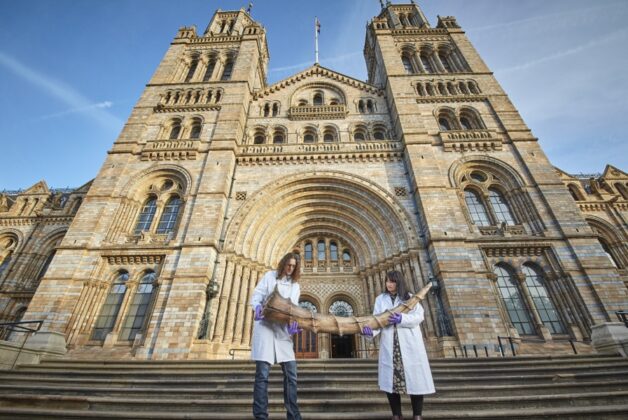 Fantastic Beasts BBC series to bring Natural History Museum a huge engagement boost?