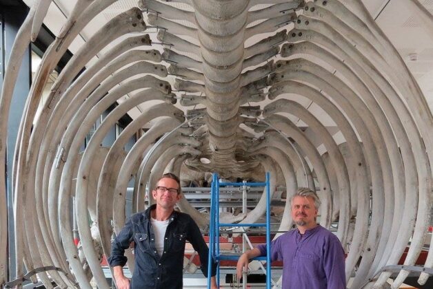 Conservation experts appointed to remove marine skeletons during Hull Maritime Museum redevelopment