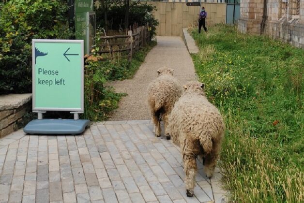Signs of the times: how museums made social distancing signage an art form