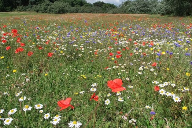 National Lottery Heritage Fund doubles down on sustainability with further £40m for green projects