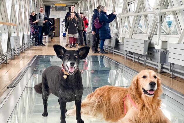 Tower Bridge prepares to welcome visitors – and their dogs – back as soon as restrictions lift