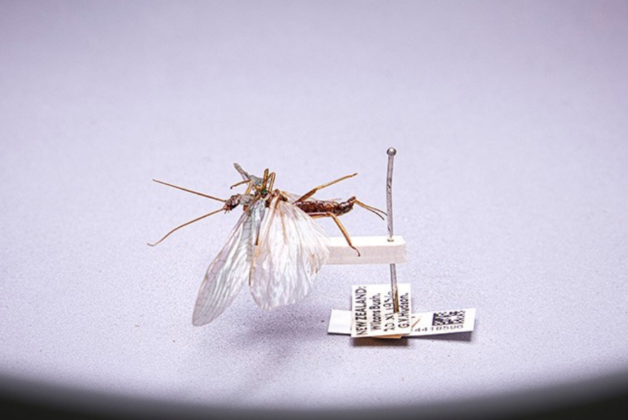 Natural History Museum digitises five millionth specimen