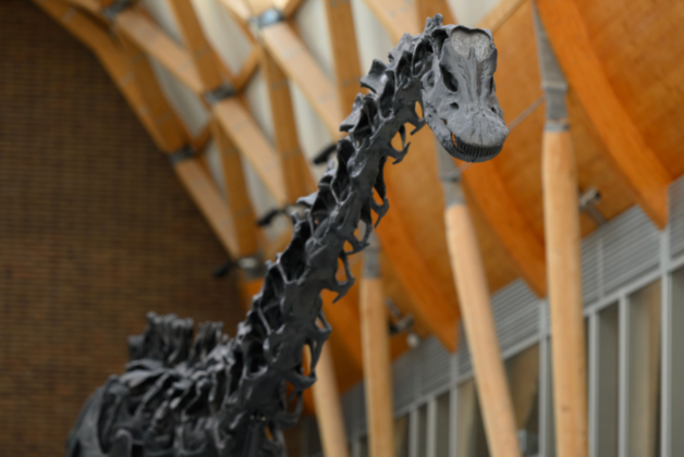 Dippy the dinosaur welcomes first visitors at Herbert Art Gallery and Museum