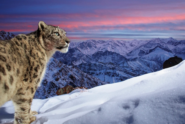 Snow leopard at sunset wins Wildlife Photographer of the Year People’s Choice Award