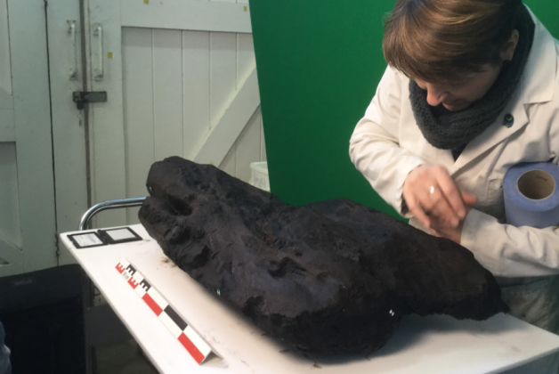 Oldest carved wood in Britain to go on display after its discovery
