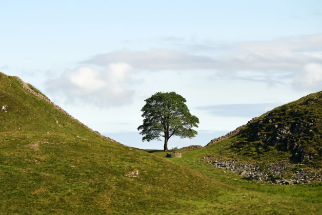 Plans considered for felled Sycamore Gap tree now in storage