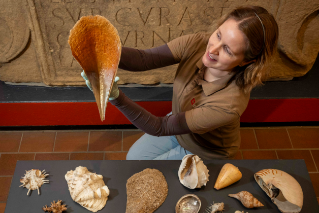 Saved from a skip: Shells from Captain Cook voyage to go back on display