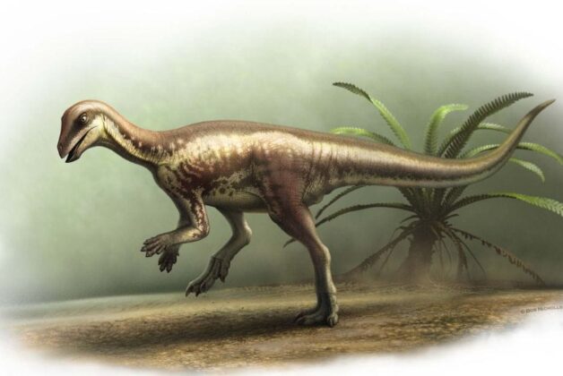 Natural History Museum acquires most complete specimen of newly named dinosaur species