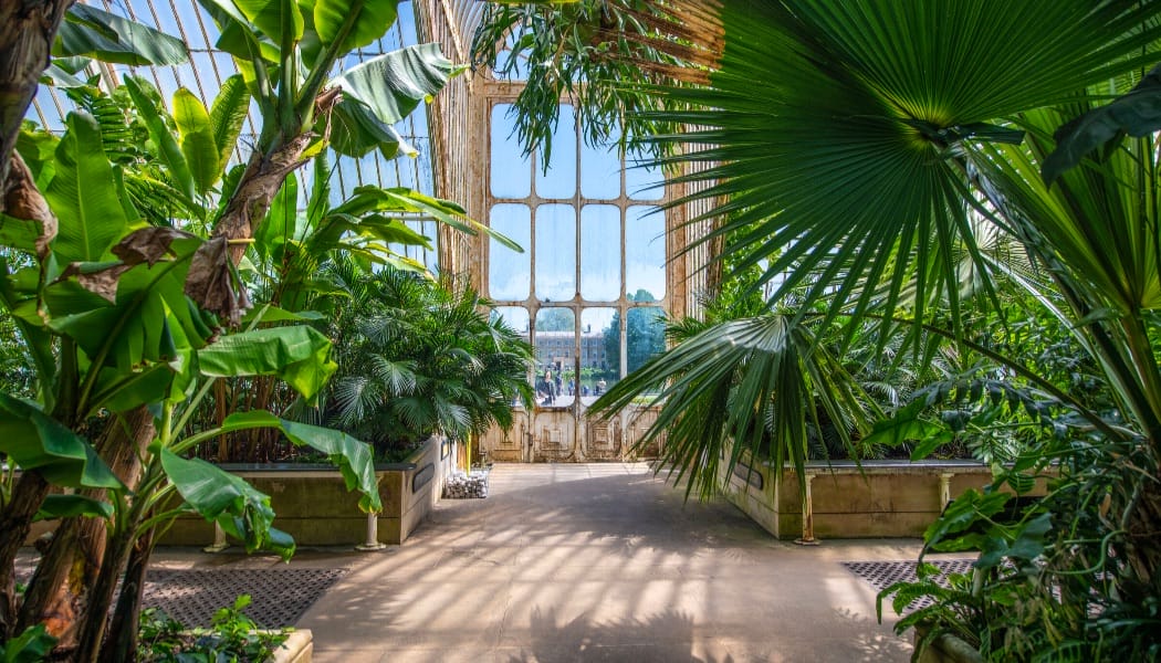 Palm House Interior - Ines Stuart-Davidson © Board of Trustees, RBG Kew