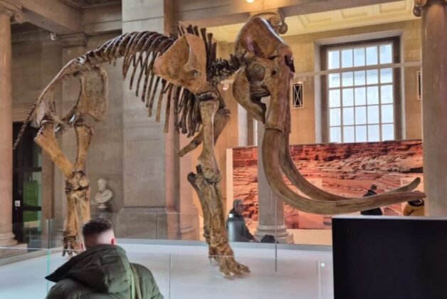 Tom Bones, Morus, Macsen? Cardiff museum’s mammoth public naming contest 