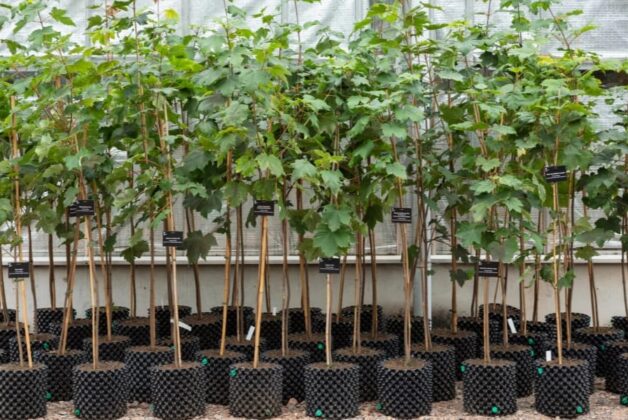 Felled Sycamore Gap tree lives on in saplings planted across UK