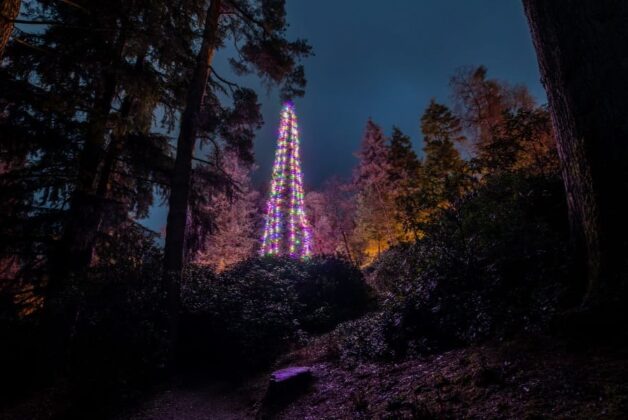 National Trust’s 44-meter tree secures Christmas world record