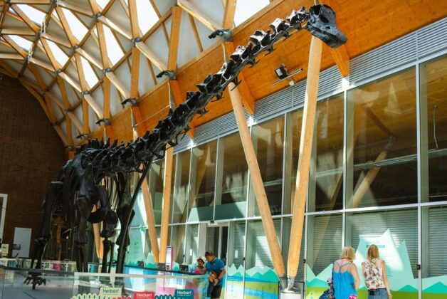 Nation’s favourite dinosaur Dippy extends Coventry residency