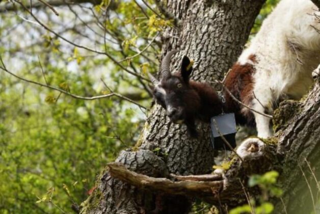 World Heritage Site fits goats with GPS collars for land management