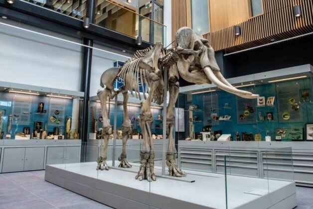 From Fossils to Futures: Why Museums and Collections Are the Research Infrastructure of the Future