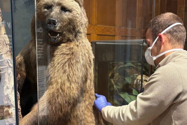 Museum of Chelmsford’s taxidermy bear aids wildlife crime research
