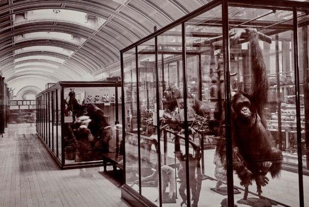 Natural History Museum to reopen gallery closed since War World II