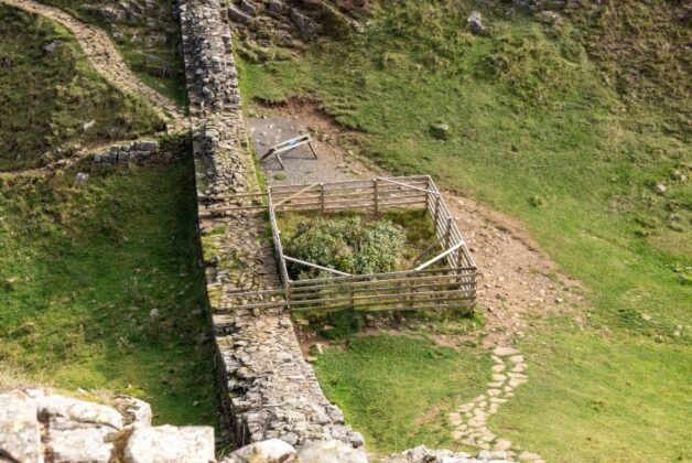 Sycamore Gap tree begins to regrow 